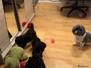 Shihpoo dogs Beautiful Shihpoo puppies - Advert 1