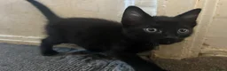 Mixed Breed cats for sale: Short haired black, black and white male kittens  - Advert 3