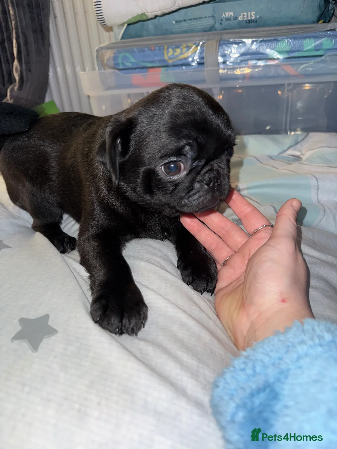Pug dogs for sale: 3 beautiful pug puppies - Advert 7