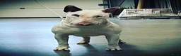 English Bull Terrier dogs for sale: 8 QUALITY BISONBULLIE BABIES  in Slough - Advert 17