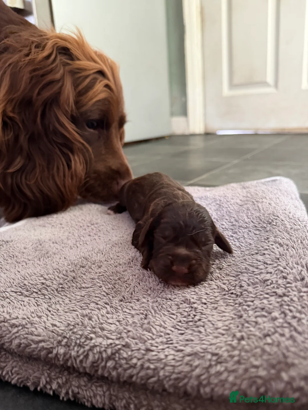 Sprocker dogs for sale: 10 cocker/sprocket spaniels available  - Advert 2