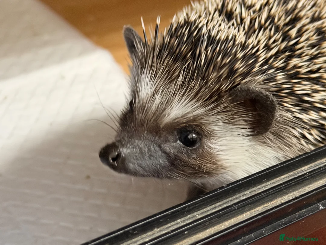 Pygmy Hedgehog rodents for sale: Pygmy hedgehog and tank - Advert 2