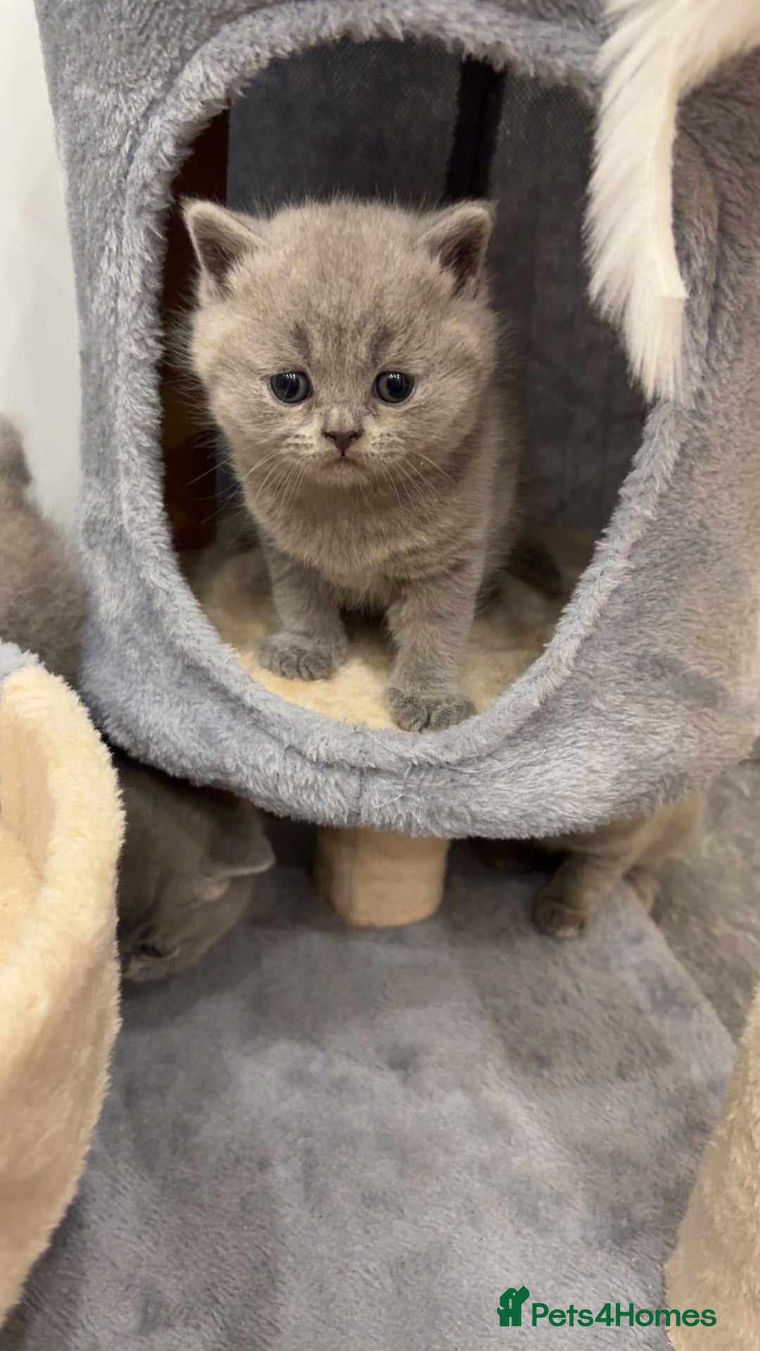British Shorthair cats for sale: BSH kittens for sale from pedigree parents - Advert 2