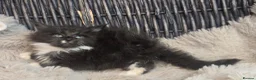 Maine Coon cats for sale: Adorable big Mainecoon babies  - Advert 14