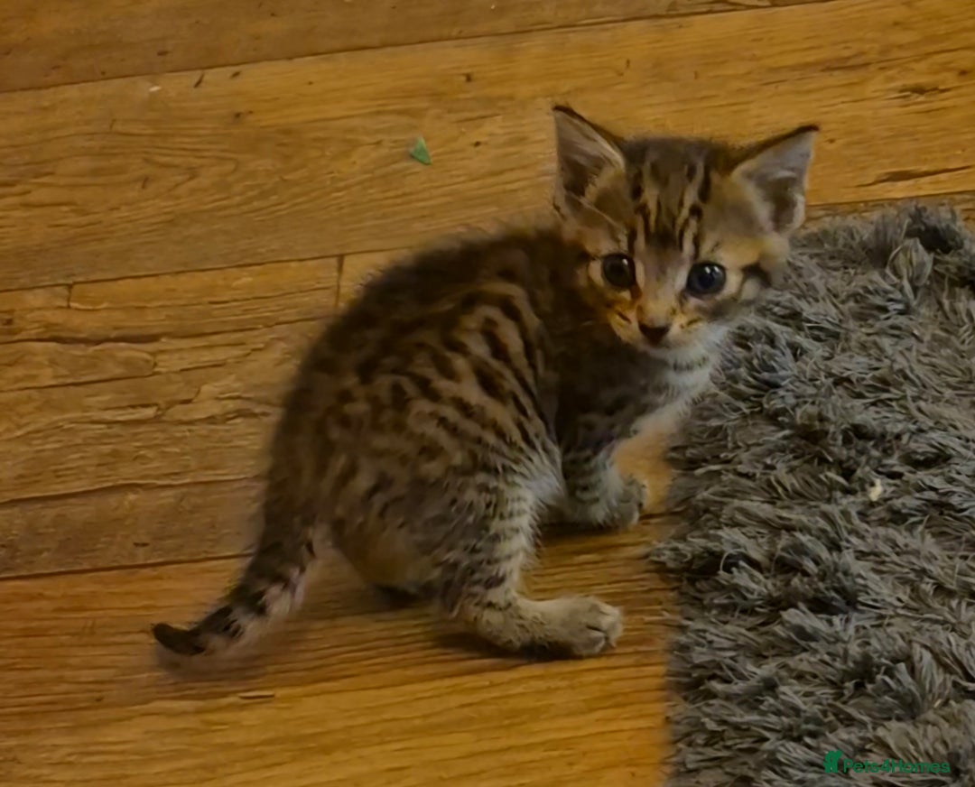 Mixed Breed cats for sale: kittens for sale  - Image 3