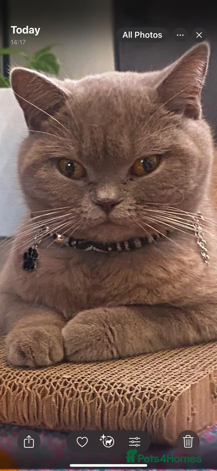 British Shorthair cats Cute girl for sale - Advert 1