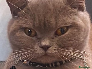 British Shorthair cats Cute girl for sale - Advert 1