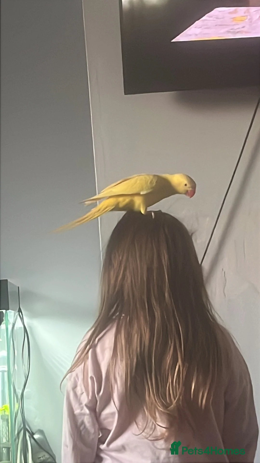 Ringnecks birds for sale: Beautiful female ringneck  in Shipley - Advert 7