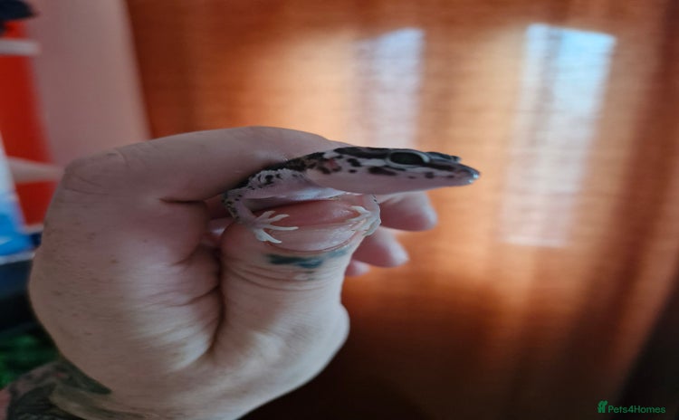 Leopard Gecko reptiles - Advert 5