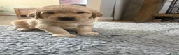 Golden Retriever dogs for sale: Golden Retiever puppies  - Advert 6