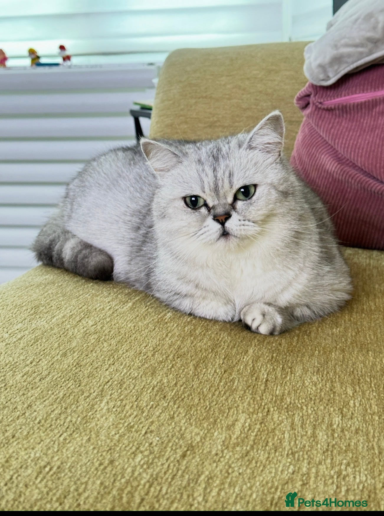 Scottish Fold cats Time to say Goodbye  - Advert 1