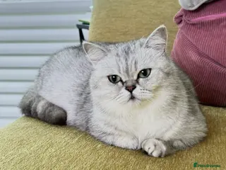 Scottish Fold cats Time to say Goodbye - Advert 1