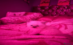 Ragdoll cats for sale: Beautiful pure ragdoll kittens  - Image 9
