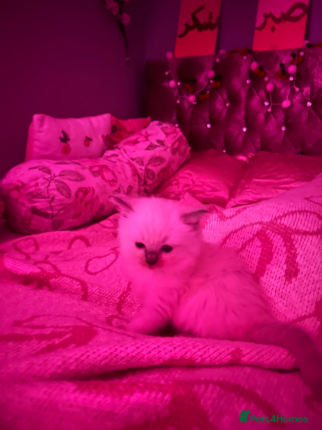 Ragdoll cats for sale: Beautiful pure ragdoll kittens  - Image 9