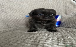 Mixed Breed dogs for sale: Tiny Pugingese pups  - Image 29