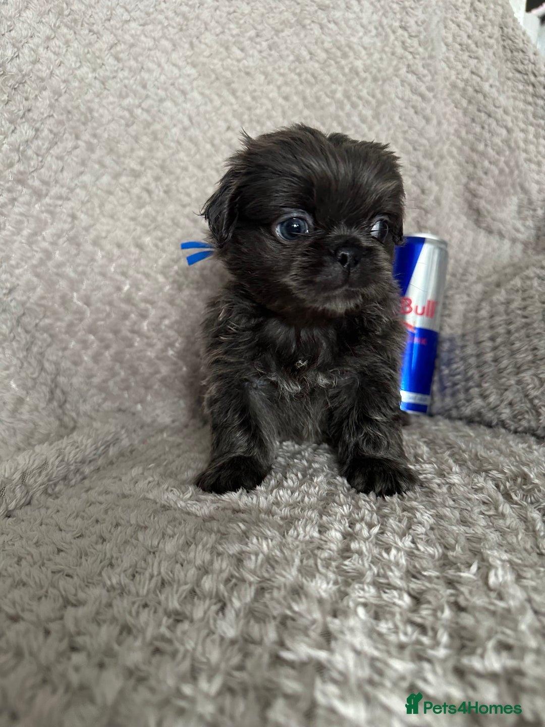 Mixed Breed dogs for sale: Tiny Pugingese pups  - Image 29