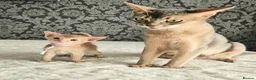 Abyssinian cats for sale: Beautiful Abyssinian Kittens  - Advert 24
