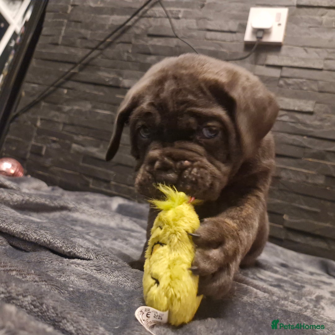 Cane Corso dogs for sale: Exceptional Quality Full Pedigree  - Advert 26