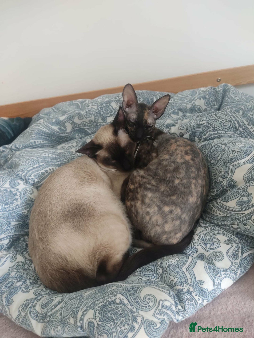 Siamese cats for sale: Siamese x rex cross kittens - Advert 9