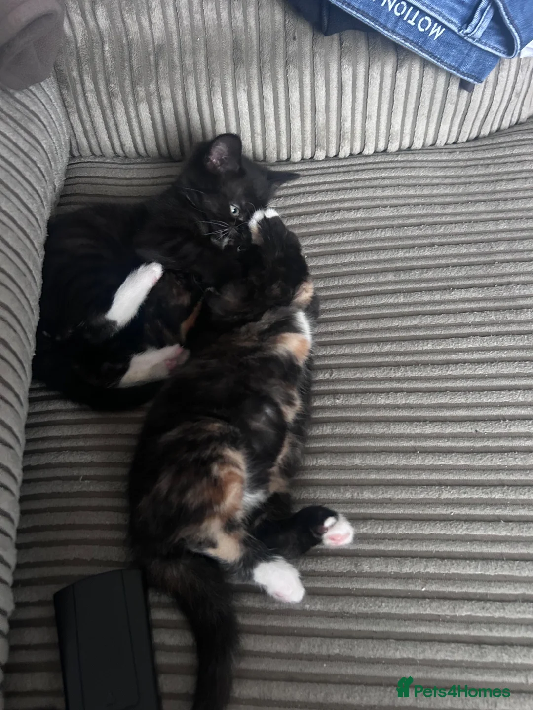 Mixed Breed cats for sale: 2 little girl kittens in Spalding - Advert 7