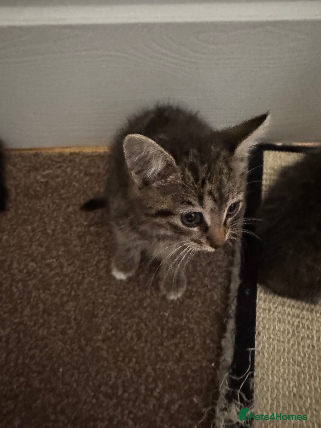 Domestic Shorthair cats for sale: Lovely kittens ready for new home - Image 7