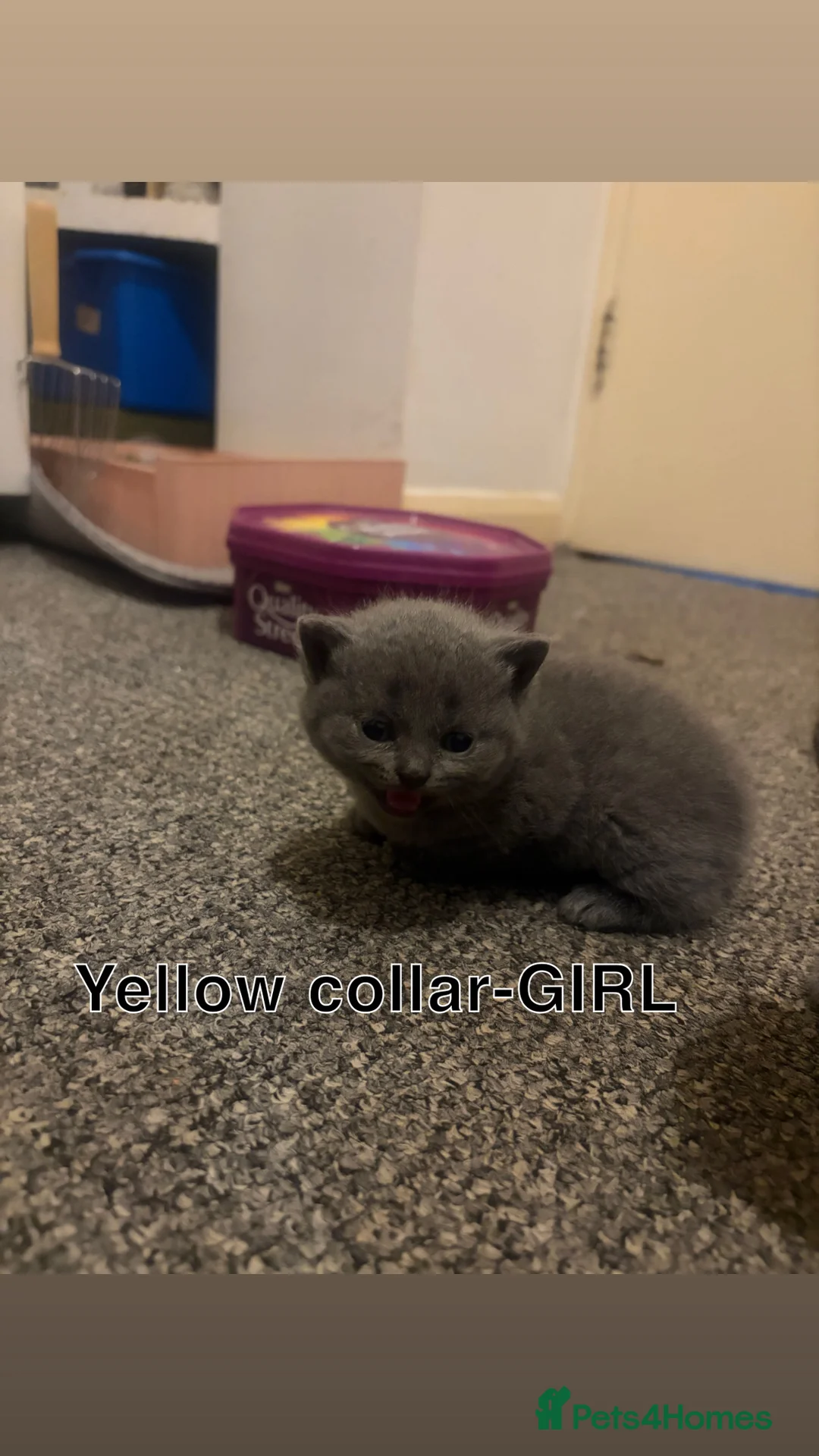 British Shorthair cats for sale: 5 Blue British shorthair kittens  - Advert 6