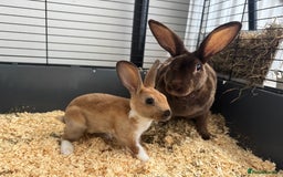 Rex rabbits for sale: Baby rex rabbits  - Image 1