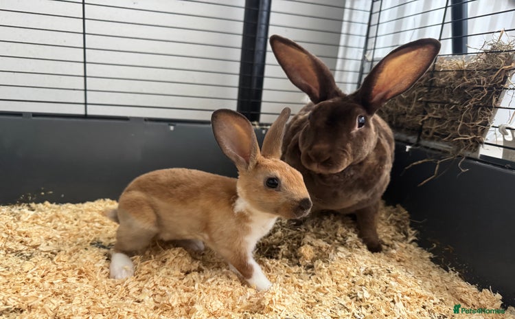 Rex rabbits - Advert 1