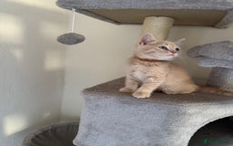 British Shorthair cats for sale: Mix British shorthair kittens for sale  - Image 8