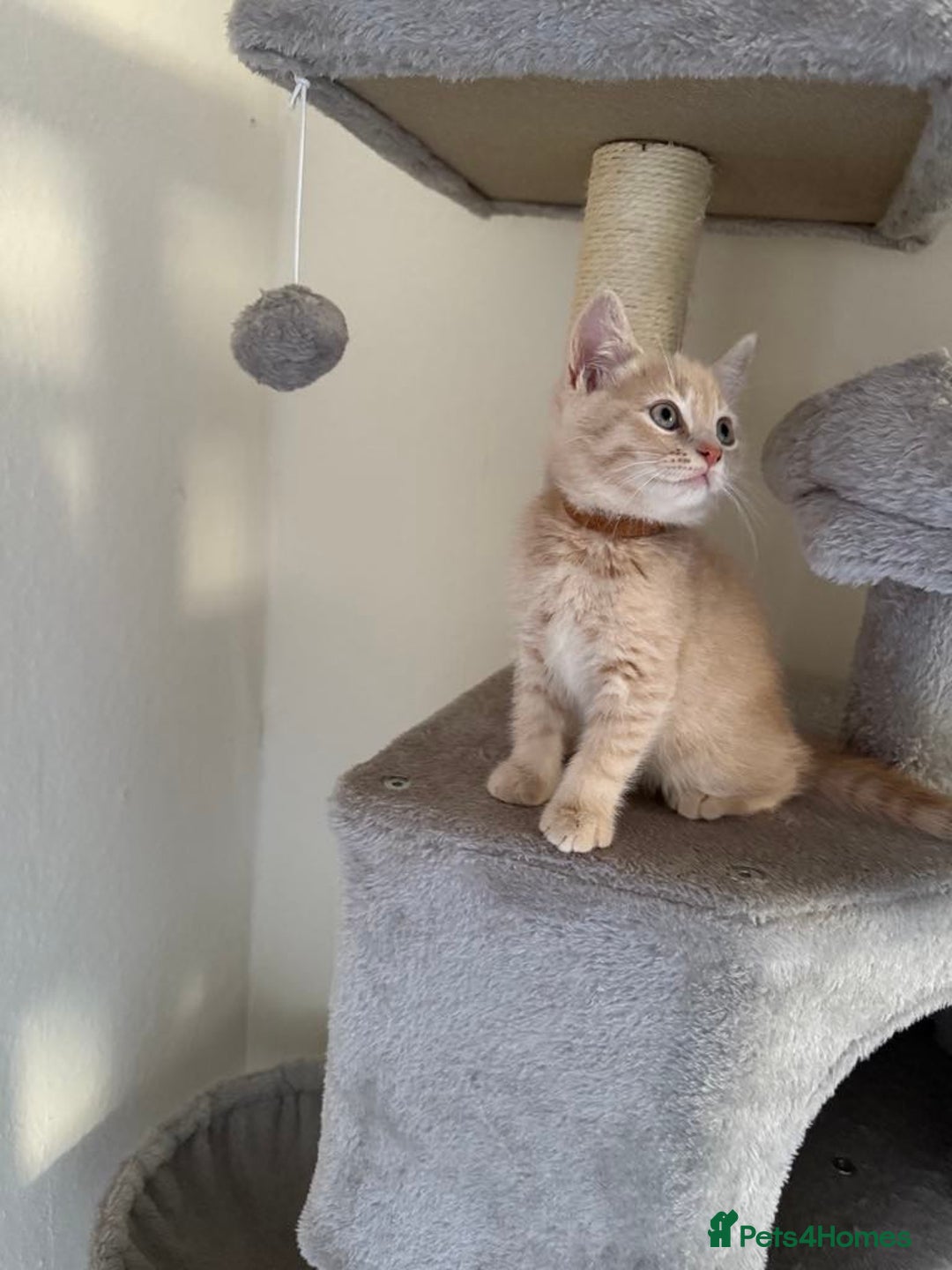 British Shorthair cats for sale: Mix British shorthair kittens for sale  - Image 8