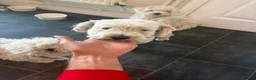 Mixed Breed dogs for sale: Dogs  - Advert 5