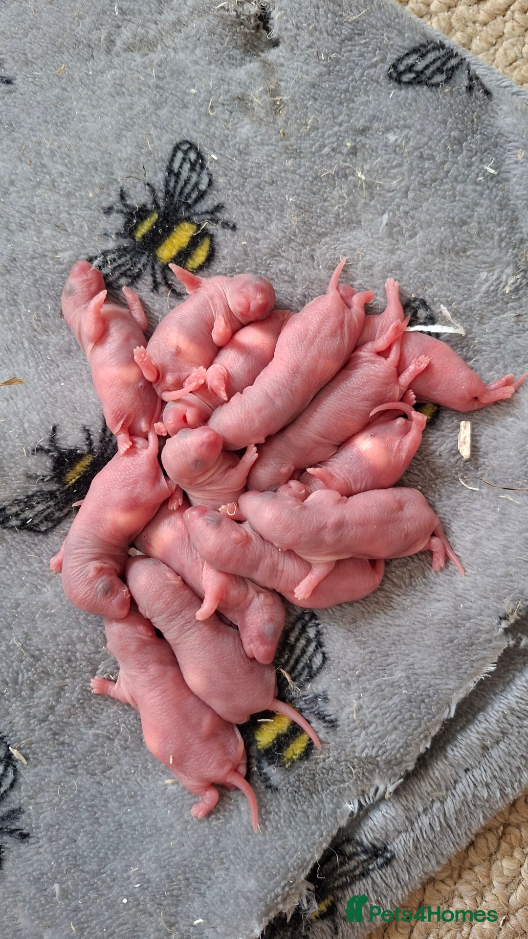 Rat rodents for sale: Baby rats - Image 1