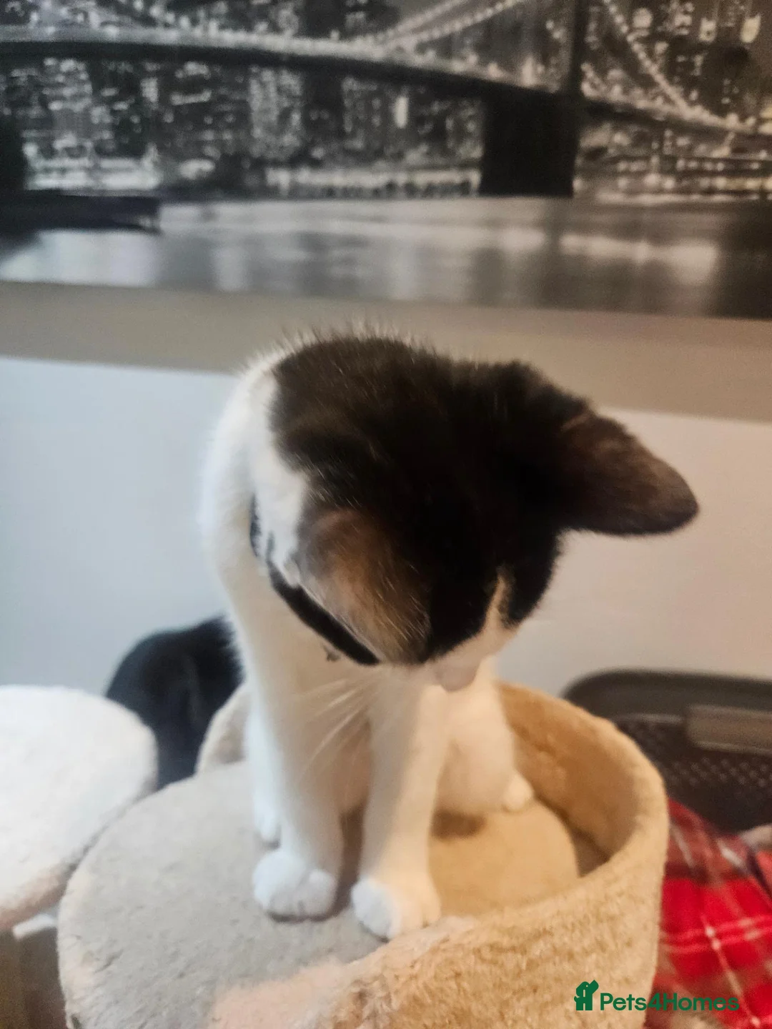 Mixed Breed cats for sale: 12 Week Old Rag Doll/Tabby Cross - Advert 2