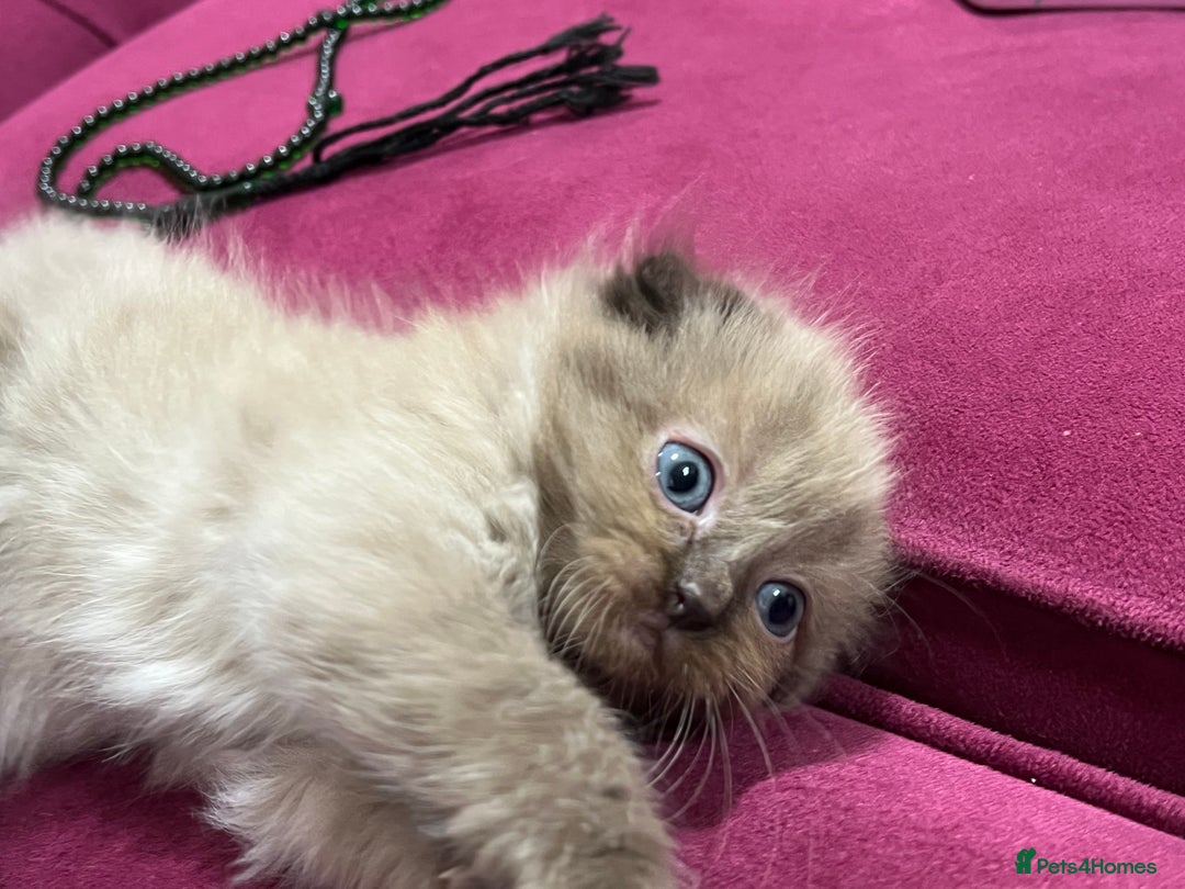 Scottish Fold cats for sale: Beautiful Scottish fold🌹☺️ - Advert 22