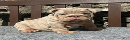 English Bulldog dogs for sale: Beautiful English bulldog puppies - Advert 17
