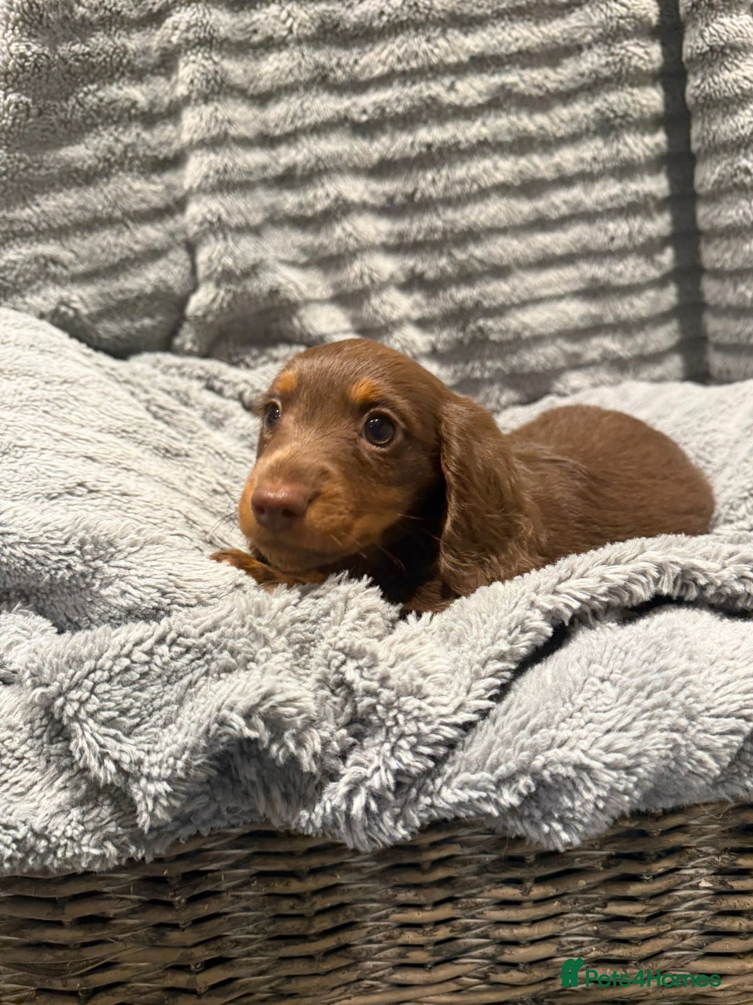 Miniature Dachshund dogs for sale: 1 Boy Remaining Ready Now last male  - Advert 5
