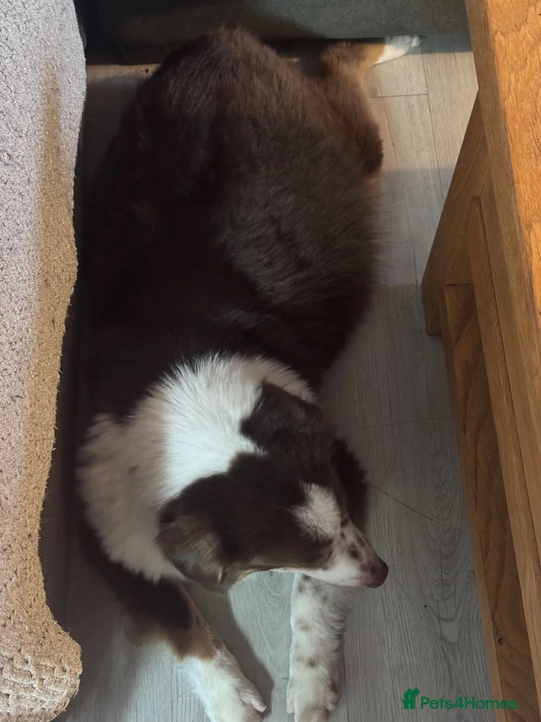 Miniature American Shepherd dogs for sale: Very exciting litter expected Mini American puppie - Advert 2