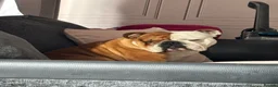 English Bulldog dogs for sale: English bulldog for sale - Advert 5