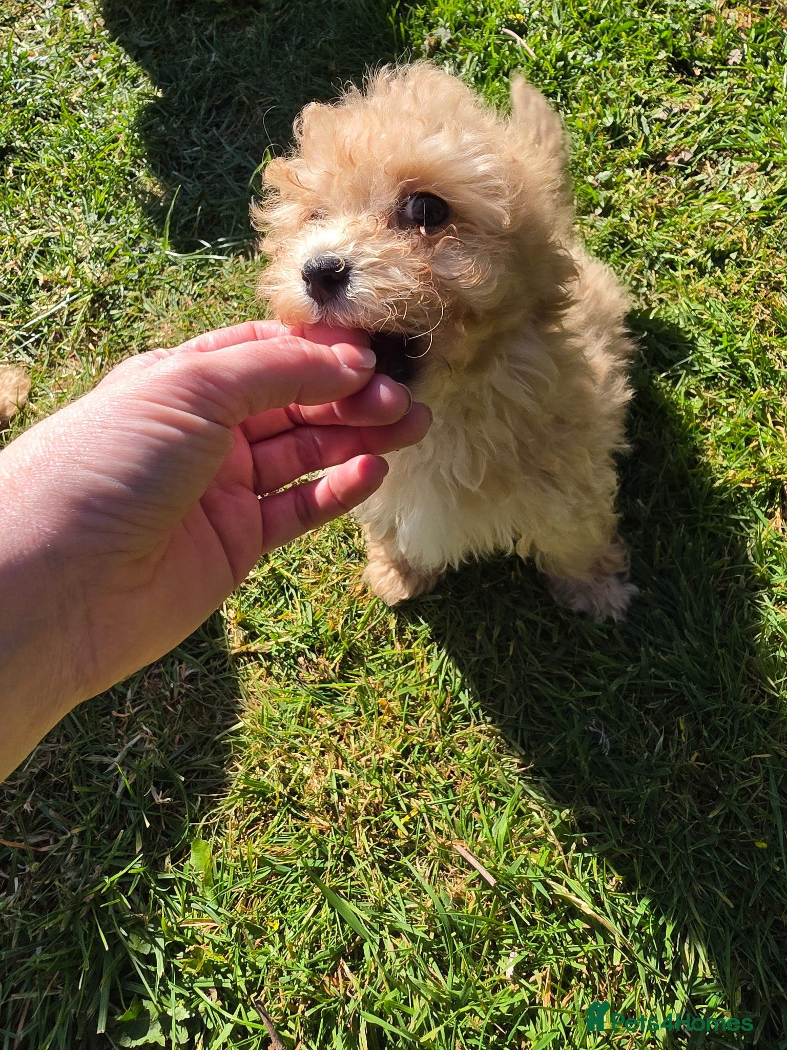 Poochon dogs for sale: Boys 850 , Girls 1050  - Advert 20
