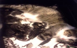 Mixed Breed cats for sale: LOVELY KITTENS  - Advert 6