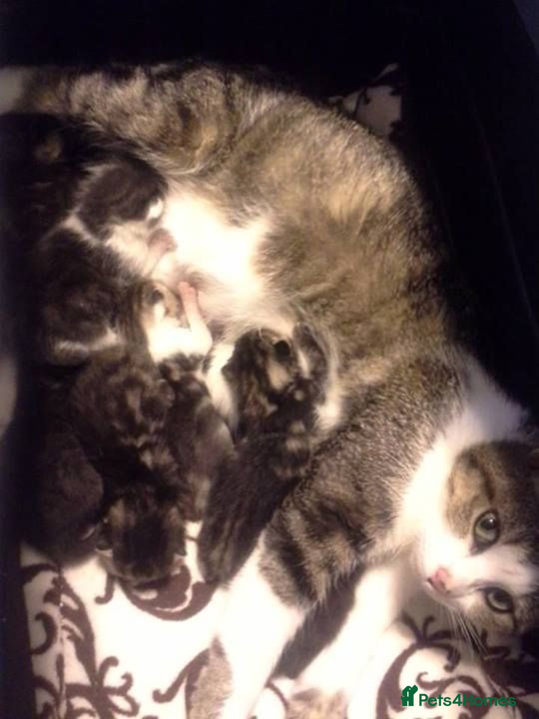 Mixed Breed cats for sale: LOVELY KITTENS  - Advert 6