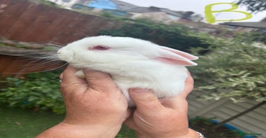 Mixed Breed rabbits - Advert 4