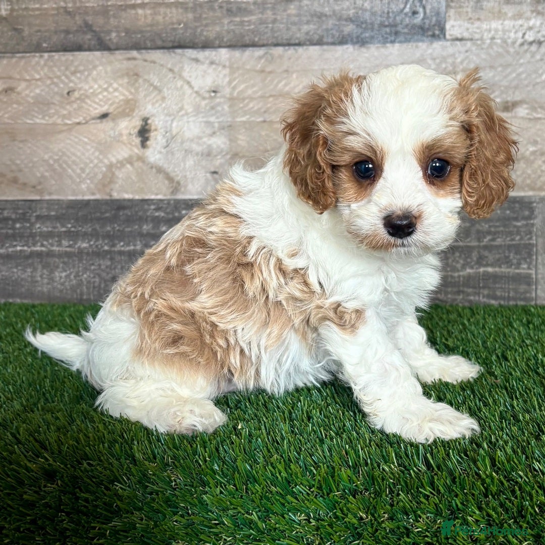 Cavapoo dogs for sale: Beautiful Toy Cavapoo Puppies for sale - Image 19
