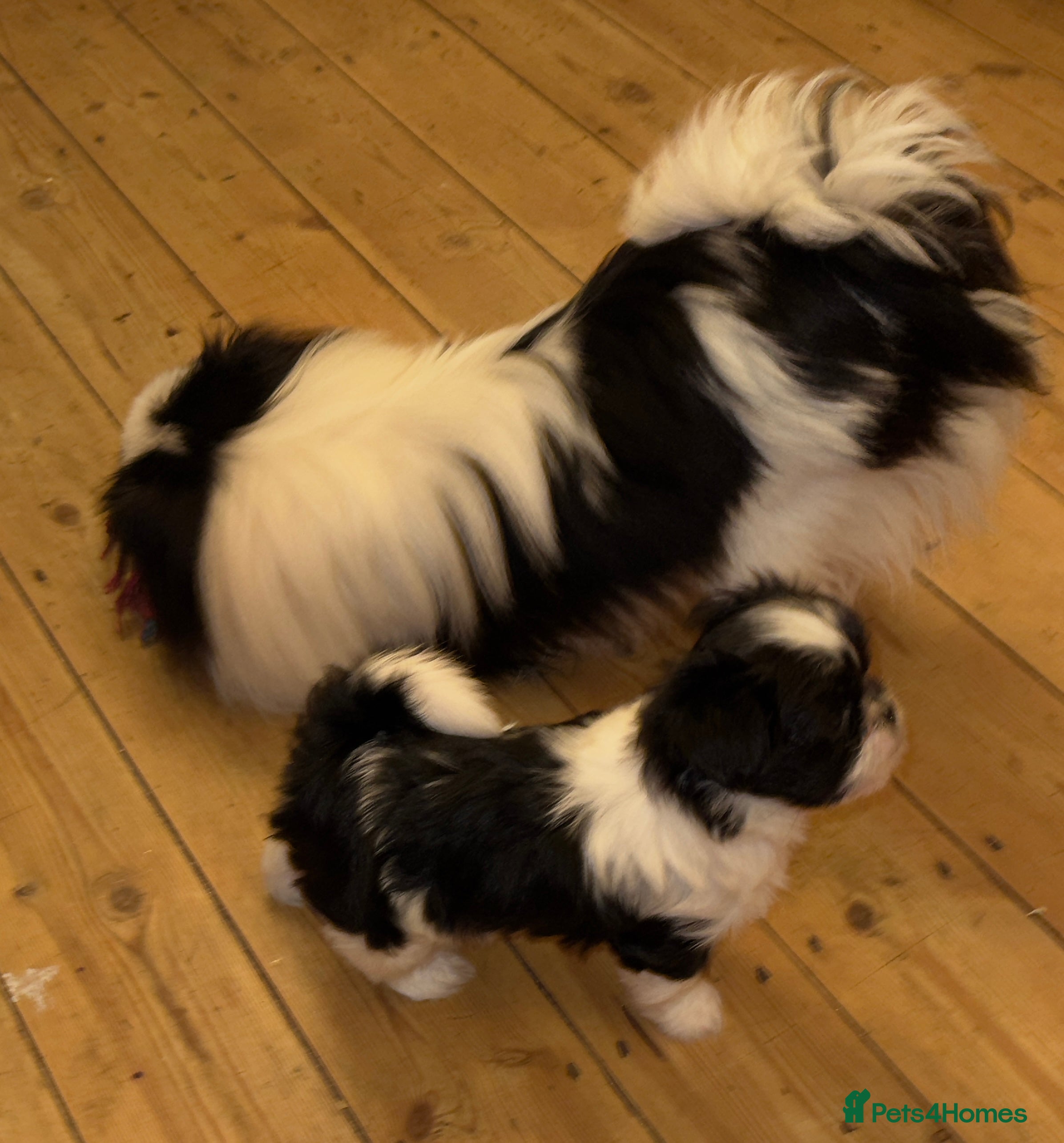 Mixed Breed dogs Unique Jatese puppies (toy breed) - Advert 2