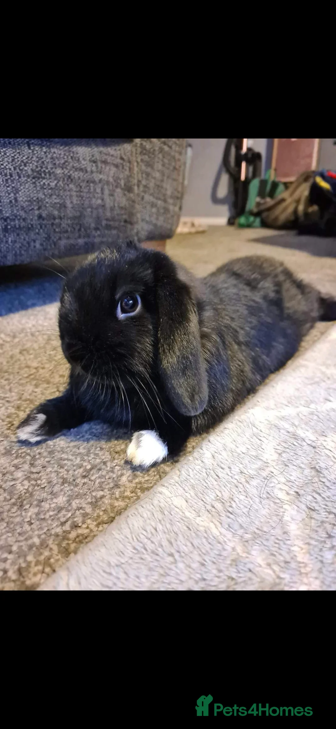 Mini Lop rabbits for sale: 2 mini lop rabbits  in Peterlee - Advert 3