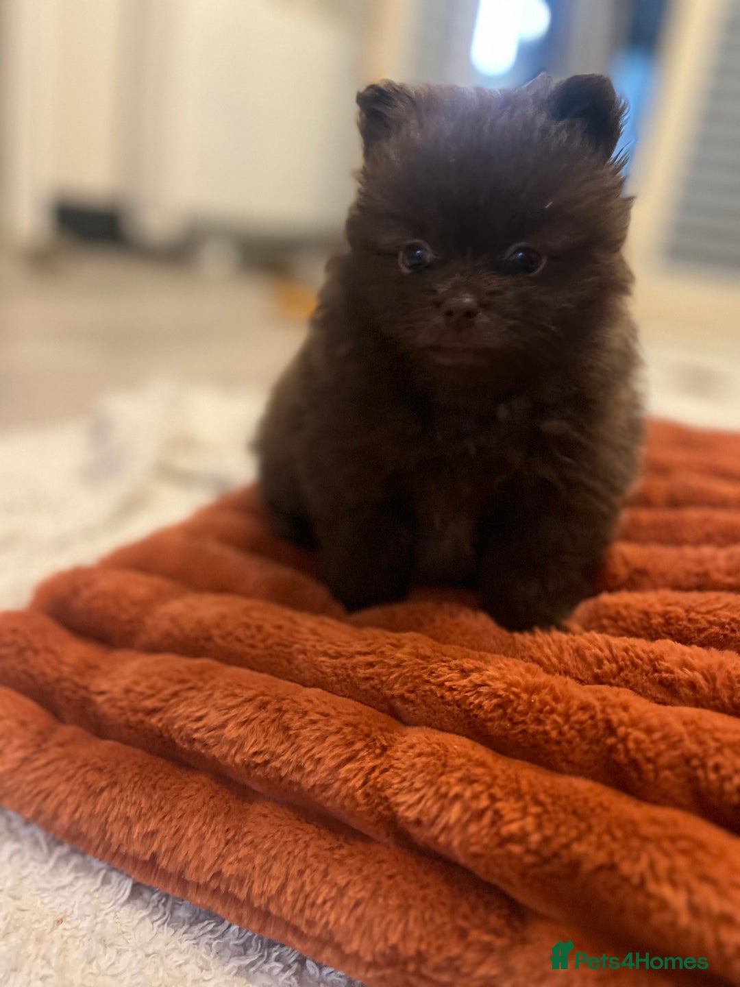 Pomeranian dogs for sale: 4 fluffy cute kc reg Pomeranian puppies  - Advert 11