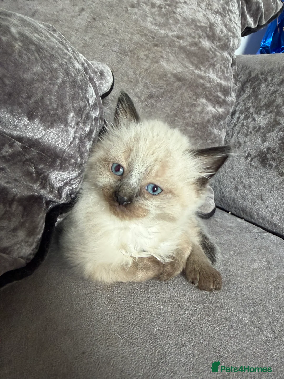 Ragdoll cats for sale: Ragdoll/ mixed  - Advert 16