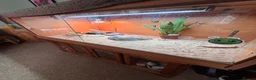 Bearded Dragon reptiles for sale: Beardy female 1 year old with enclosure - Advert 3