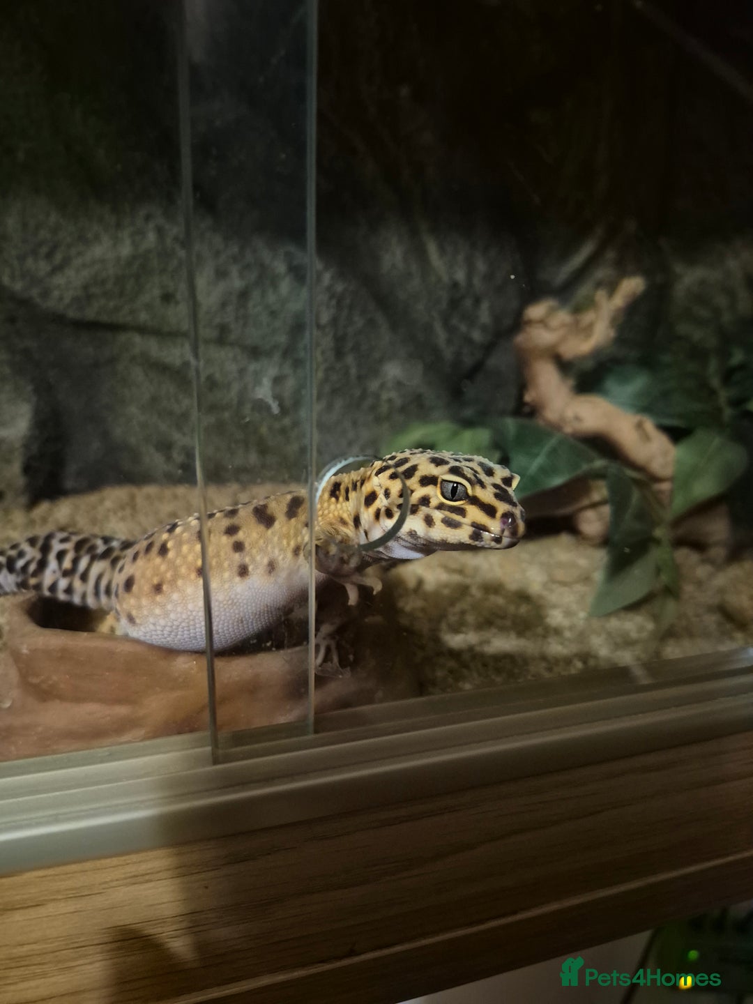 Leopard Gecko reptiles for sale: Kevin the leopard gecko - Image 3