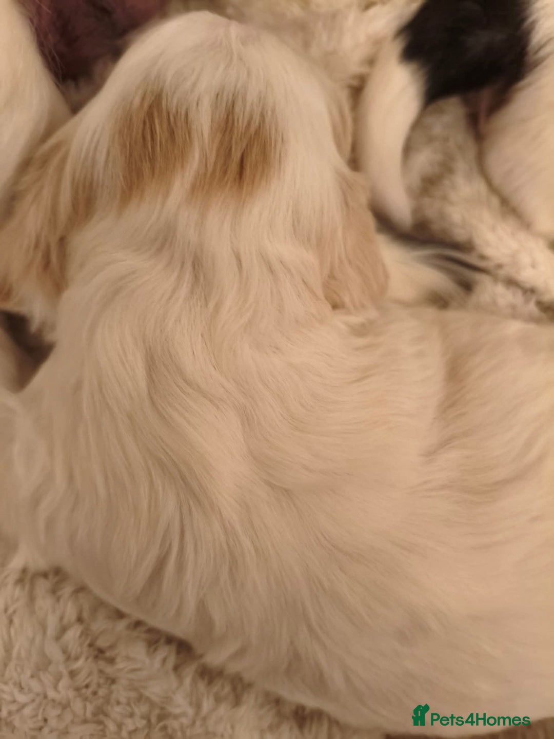 Mixed Breed dogs for sale: 2 Gorgeous male cocker Bassett x Shichon pups  - Image 9